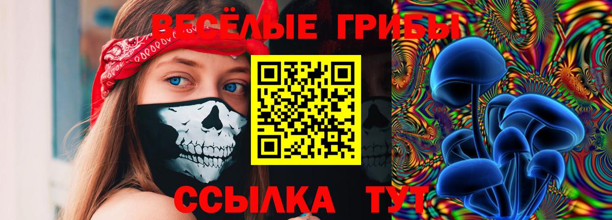 Псилоцибиновые грибы Psilocybine cubensis Курчалой